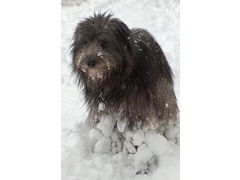 17 Im Dezember 2004 Hund im Schnee